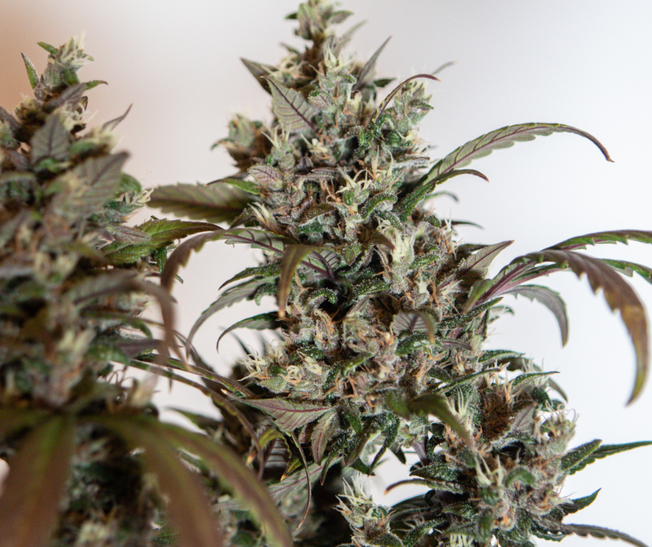 The best marijuana strains to treat chronic pain, best strains for pain