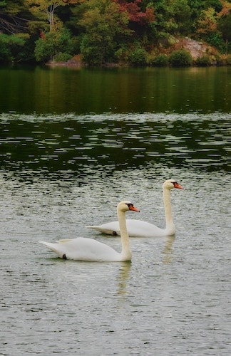 Two swans swimming along the Bantam River