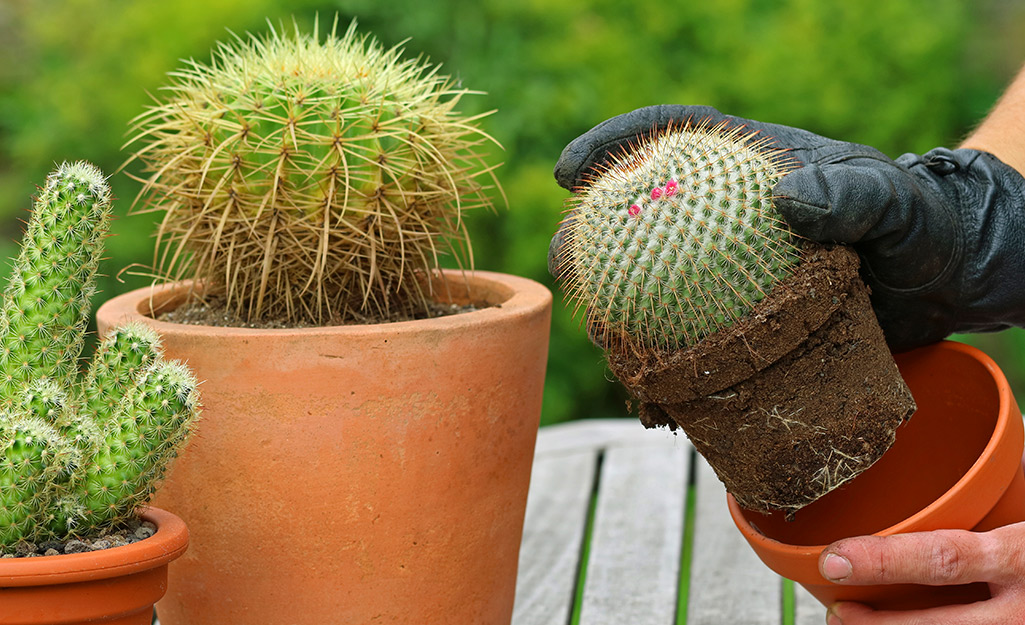 repotting, new container, potting soil