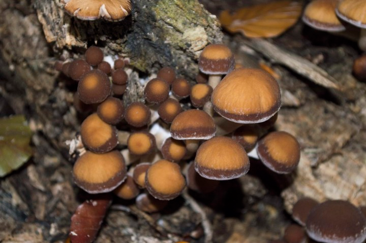 Psilocybe Semilanceata Magic Mushroom