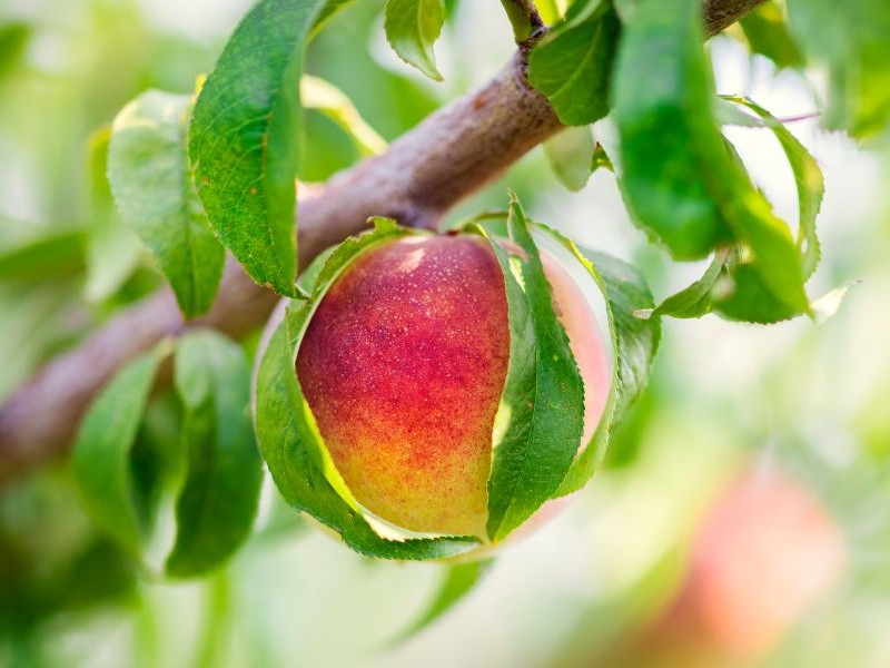 Close-up of a peach fruit
