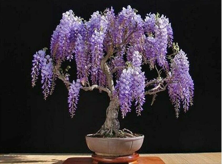 Jacaranda