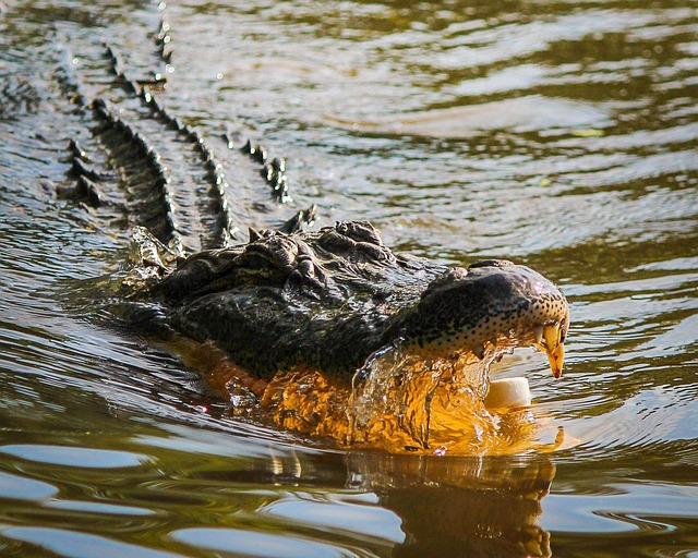alligator, american alligator, gator, Glimpse of the local wildlife, Ever popular Everglades alligator