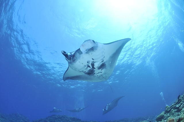 manta, sea, reef manta ray