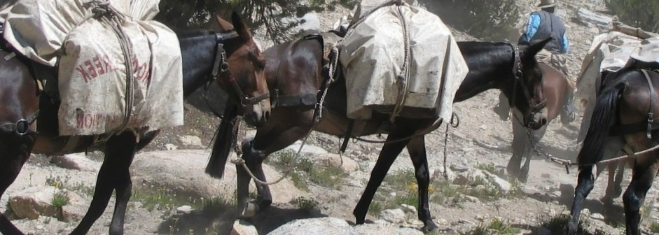 Saddle Bags Used for holding riders gear out on the trail