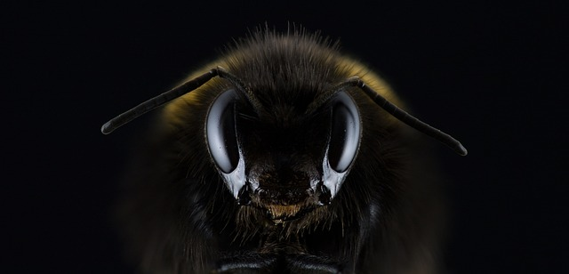 A magnified image of a bee's face.