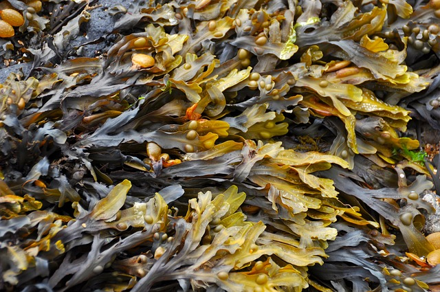 seaweed, algae, beach,
