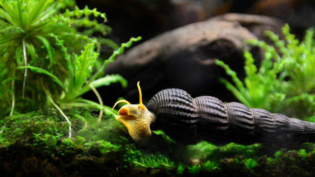 Best sales aquarium snails