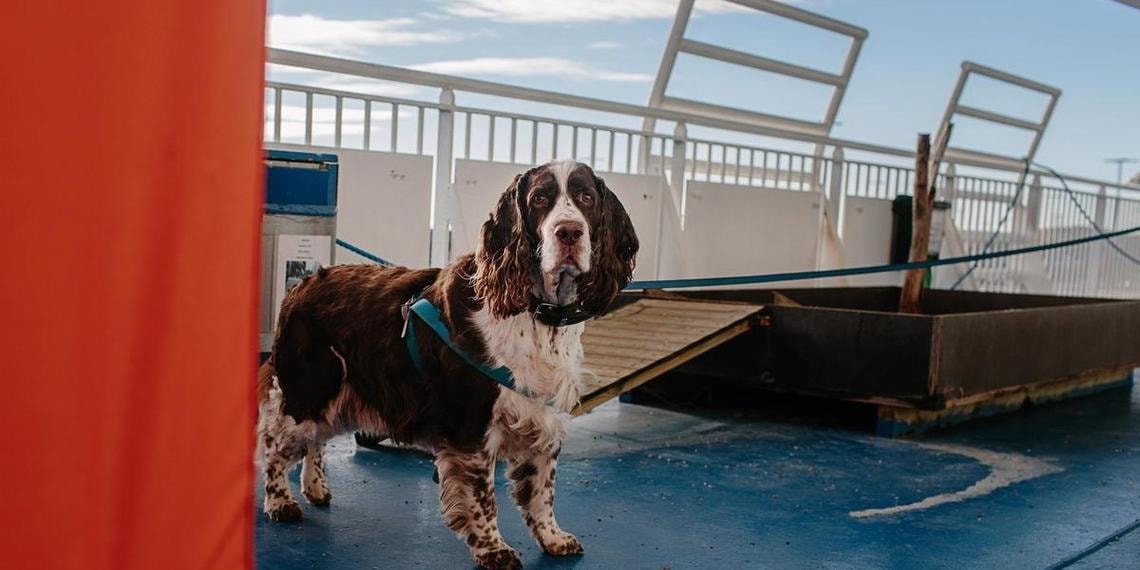 Dog Friendly Cruise Ships