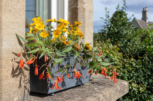 Arthur Jack window box with cascading plants