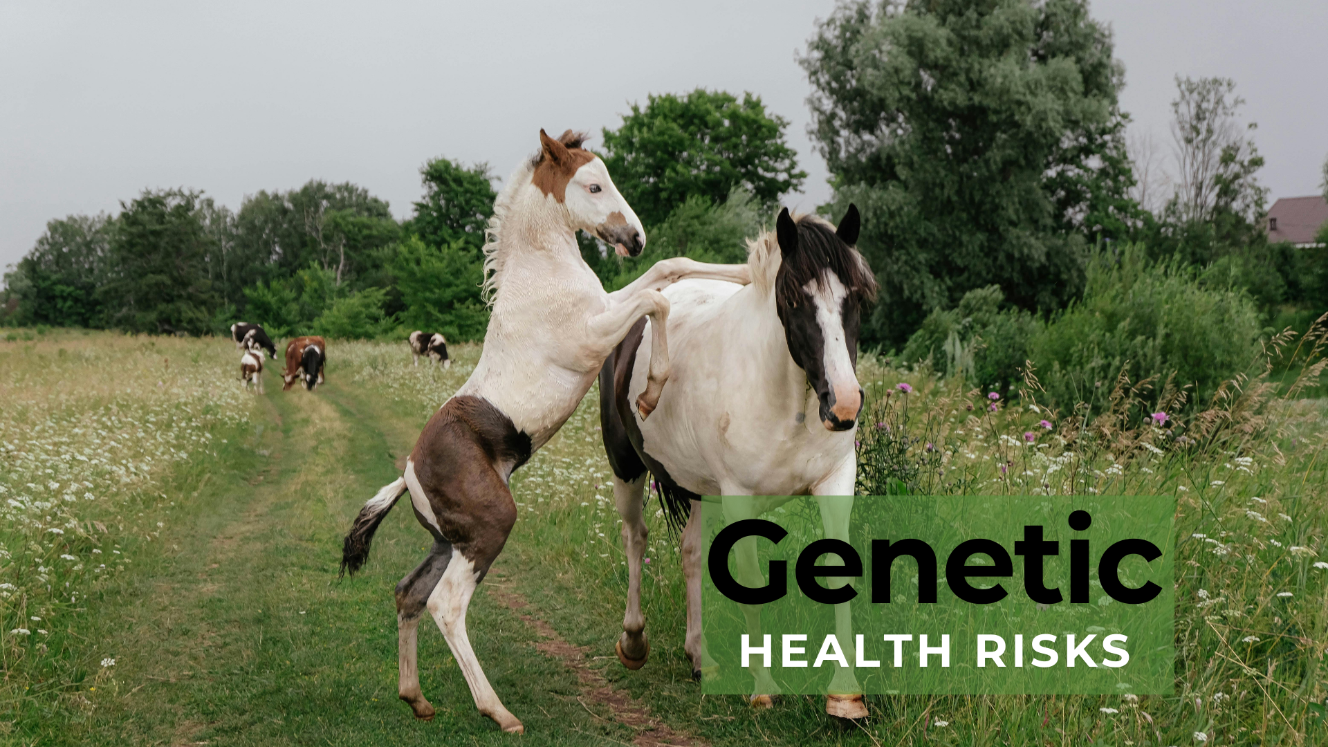 Genetic health risks in pinto and Paint horses.
