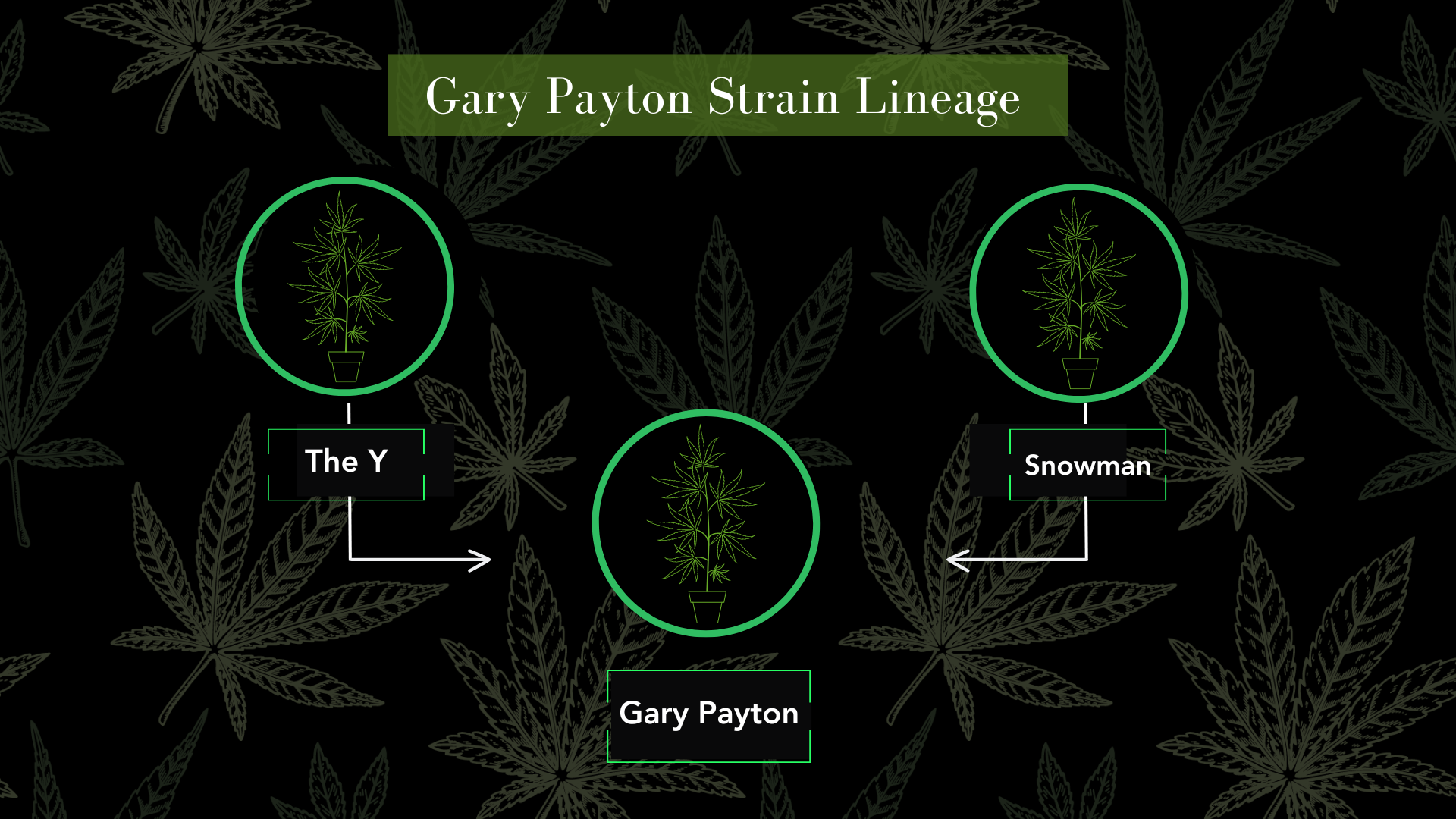 visual infographic of the gary payton strain lineage from the Y strain and Snowman strain