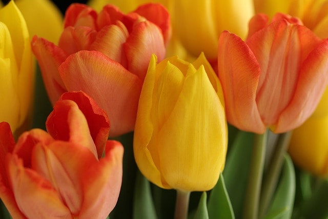 tulips, flowers, plants, beautiful wallpaper, 4k wallpaper 1920x1080, petals, free background, nature, laptop wallpaper, flower wallpaper, floral background, free wallpaper, wallpaper 4k, hd wallpaper, windows wallpaper, bloom, bulb flowers, mac wallpaper, full hd wallpaper, cool backgrounds, flower background, wallpaper hd, spring flowers, desktop backgrounds, spring, beautiful flowers, 4k wallpaper, background, closeup