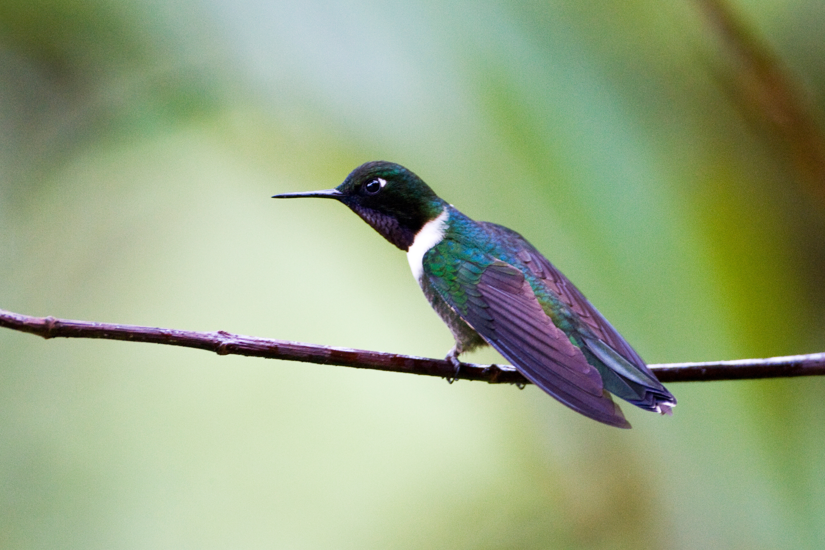 Amethyst-throated Hummingbird, birds that start with A