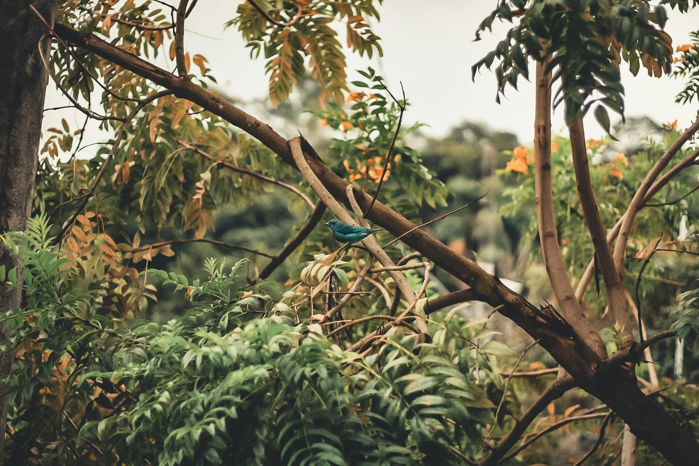 A small, vibrant teal bird perches on a slender branch within a dense tangle of leaves and twigs. The surrounding foliage displays a mix of green and earthy yellow tones, creating a natural, textured frame for the colorful subject.