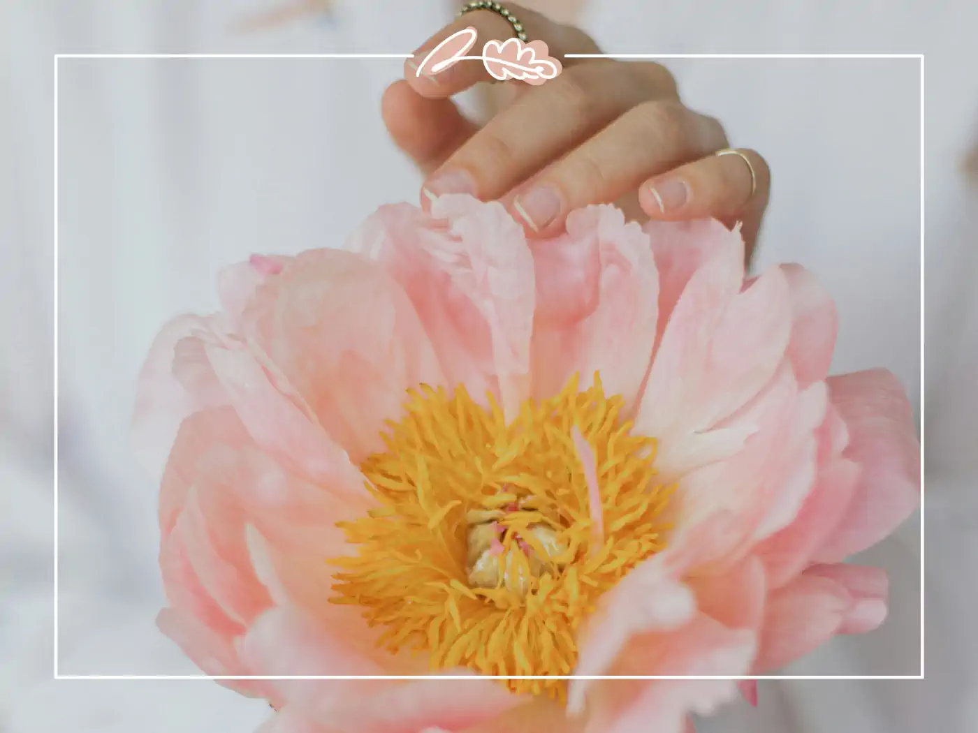 Close-up of a hand holding a large pink peony flower, popular in many cultures and representing good fortune.