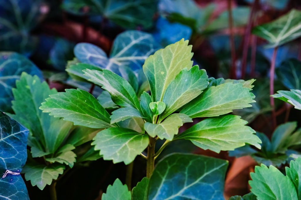 Japanese Pachysandra
