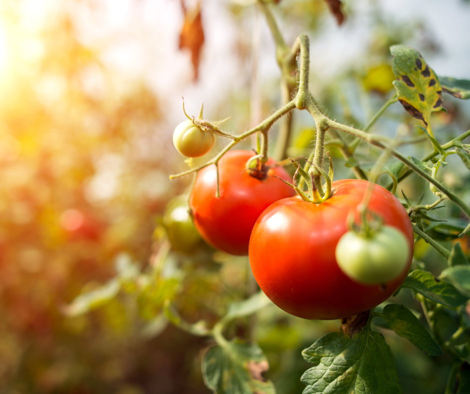 Tomatoes growing on the vine