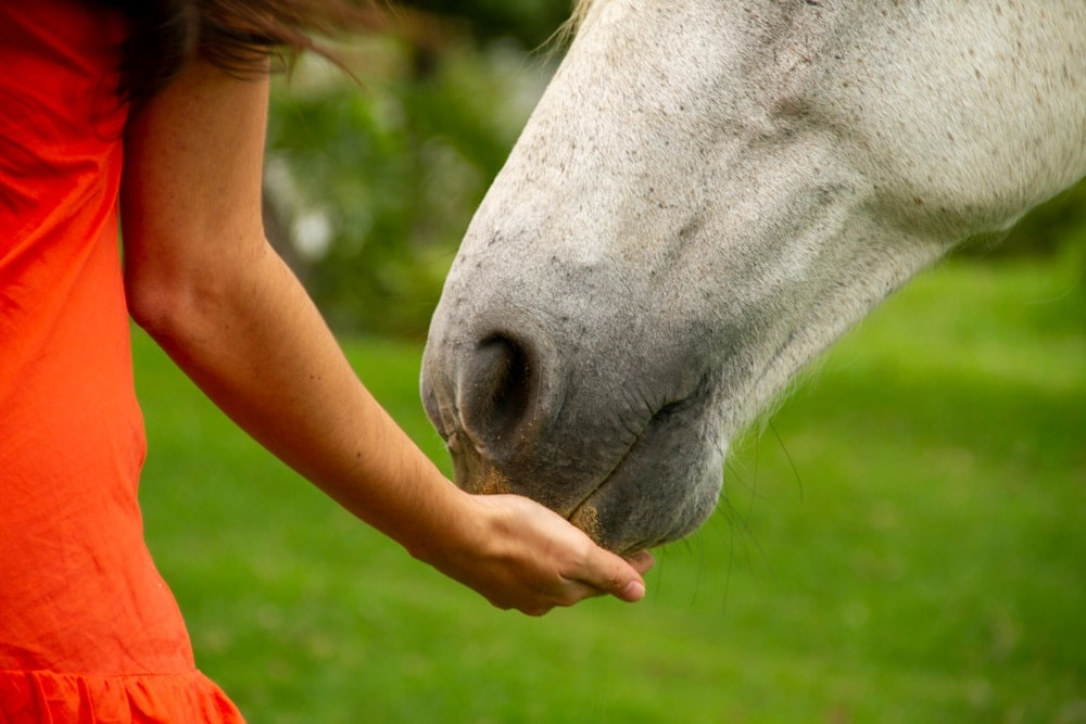 horse owner feeding their horse a banana