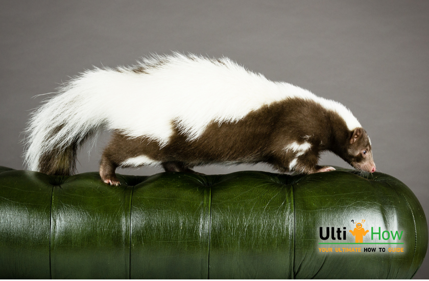 How to Get Skunk Odor Out of Your Car