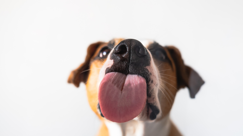 df861c5f 7b76 4849 8f08 97421bd3323b Investigating the Canine Quirk: Why Does My Dog Lick Everything?