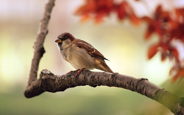 Bird, sparrow, birds that start with D