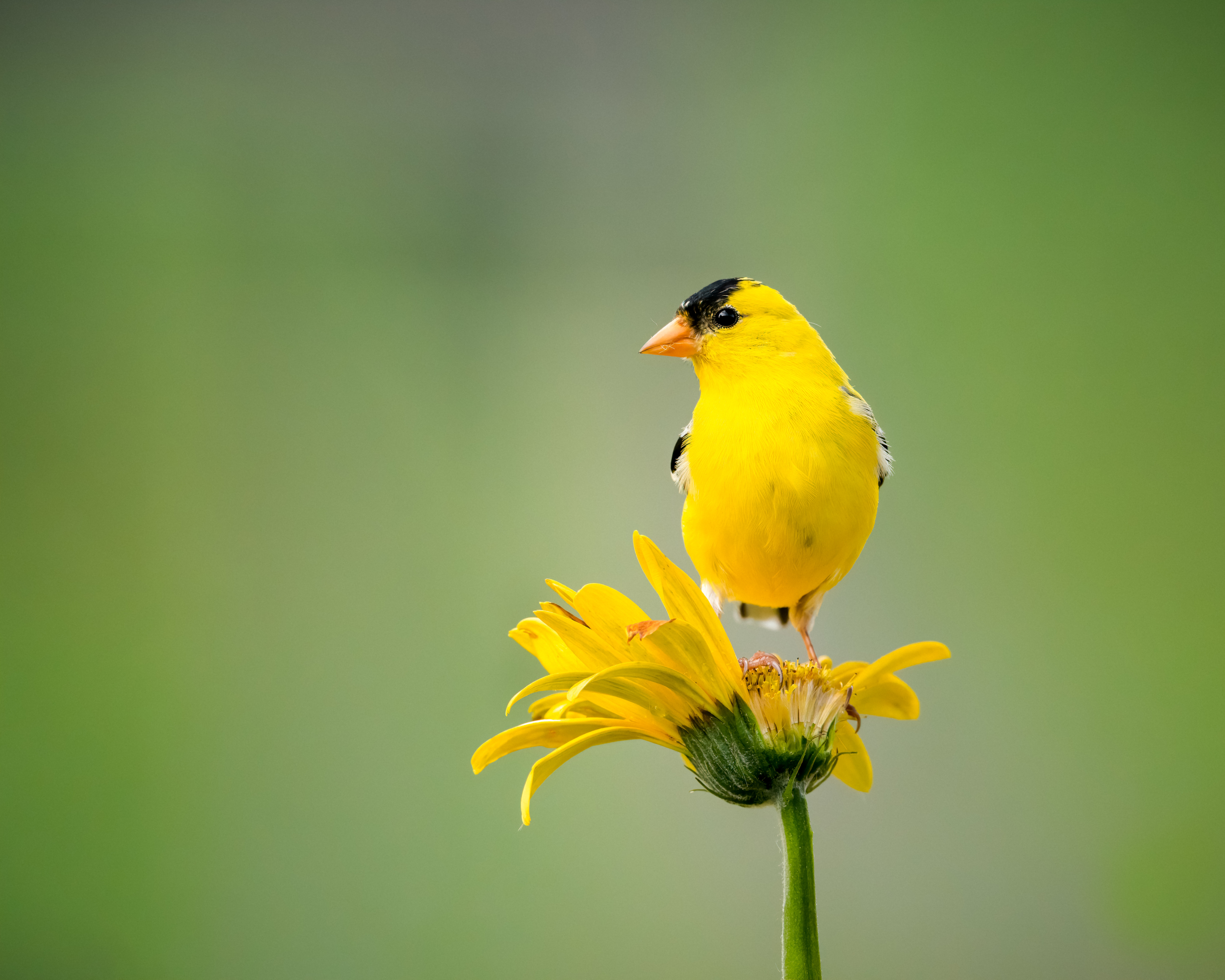 yellow bird, yellow flower