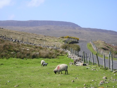 countryside in Mayo