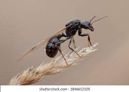 3,453 Flying Ants Images, Stock Photos & Vectors | Shutterstock