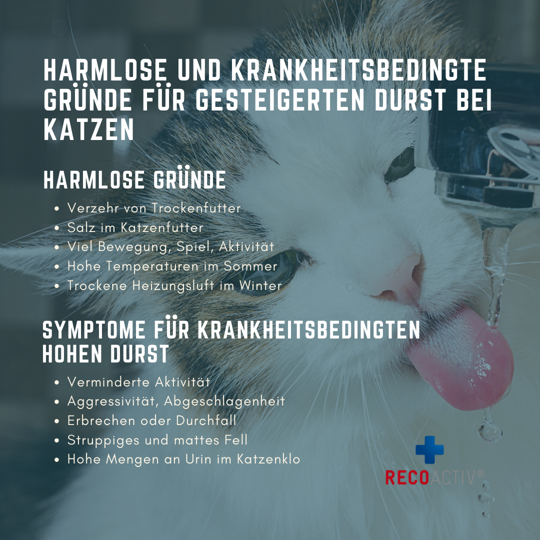 Infografik zu erhöhter Trinkmenge bei Katzen
