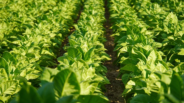 A tobacco plant of La Aroma de Cuba Pasión thriving in the Garcia family terroir