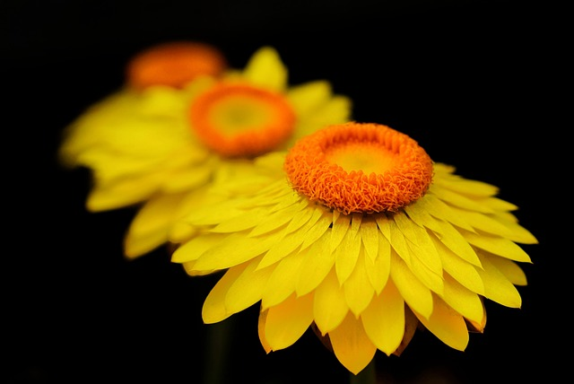 yellow straw flower, flower background, helichrysum bracteatum