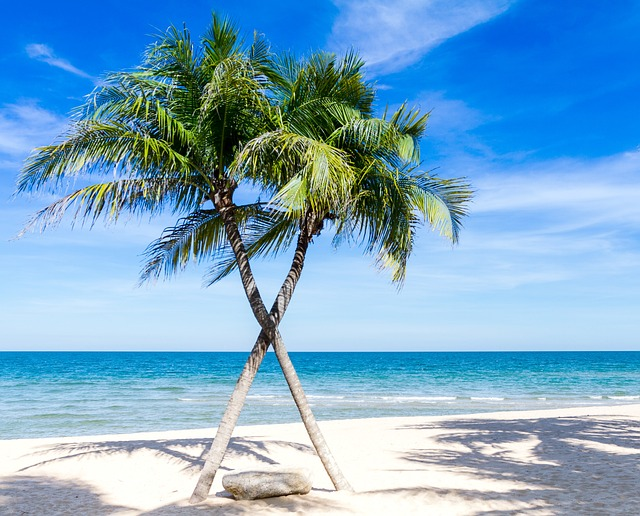 beach, palm trees, sea
