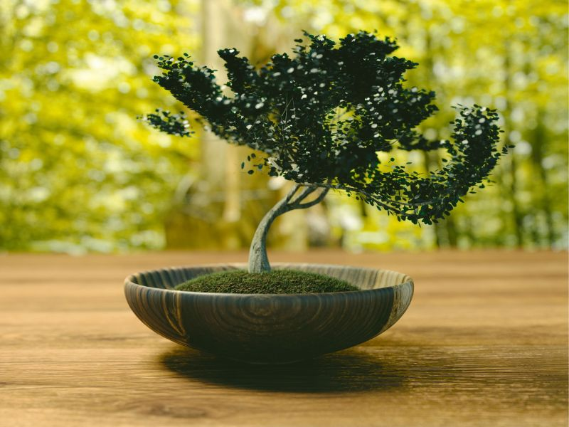Broadleaf evergreen bonsai tree species