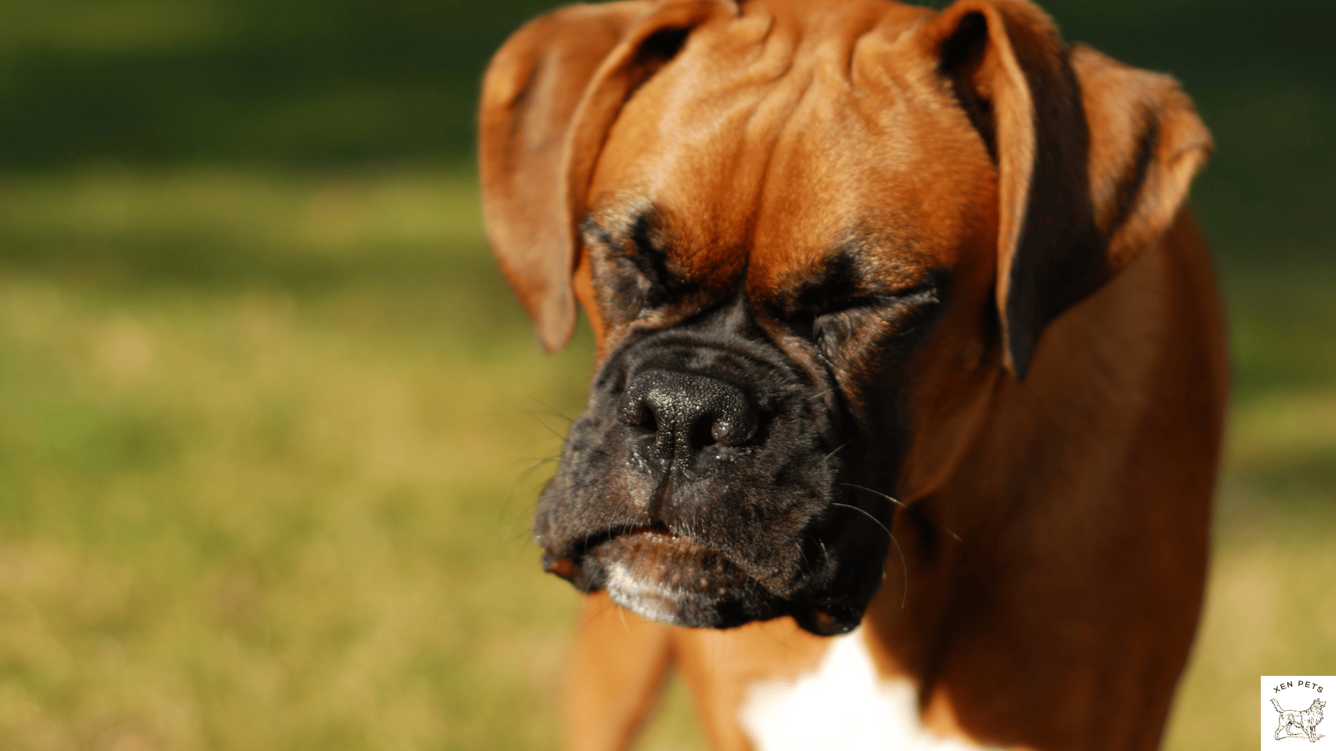 Boxer sneezing