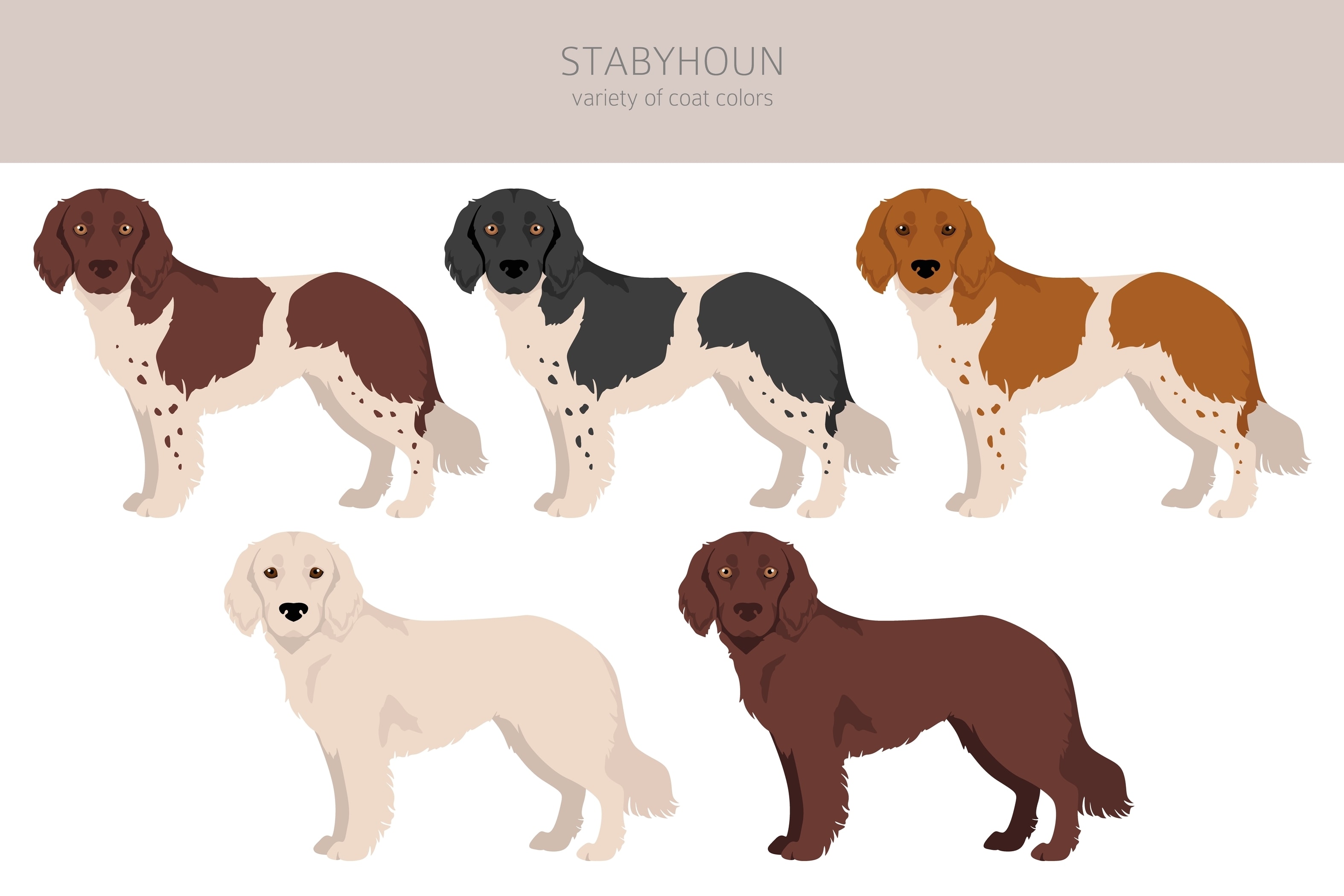 An infographic showing the various coat colors of the Stabyhoun dog breed