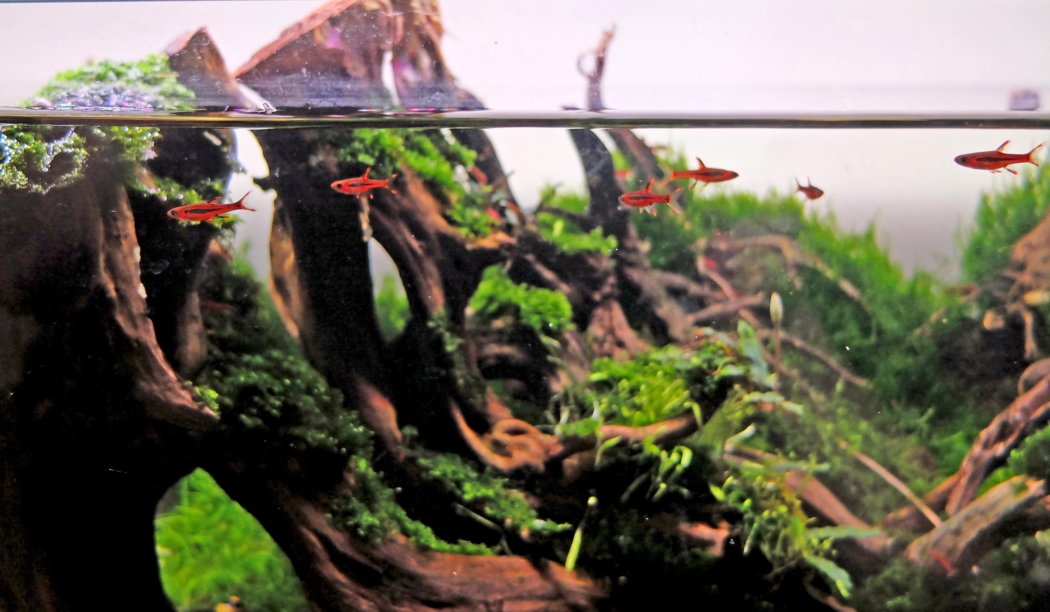 Chilli rasboras (Boraras brigittae) against wood hardscape in an aquarium