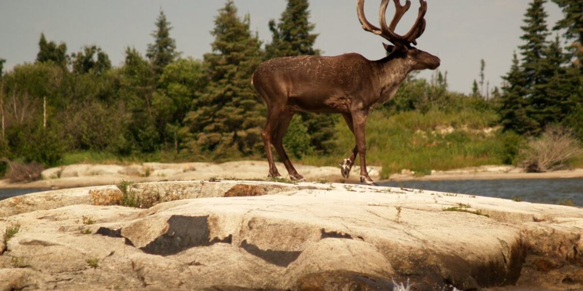 interesting animals in the boreal forest