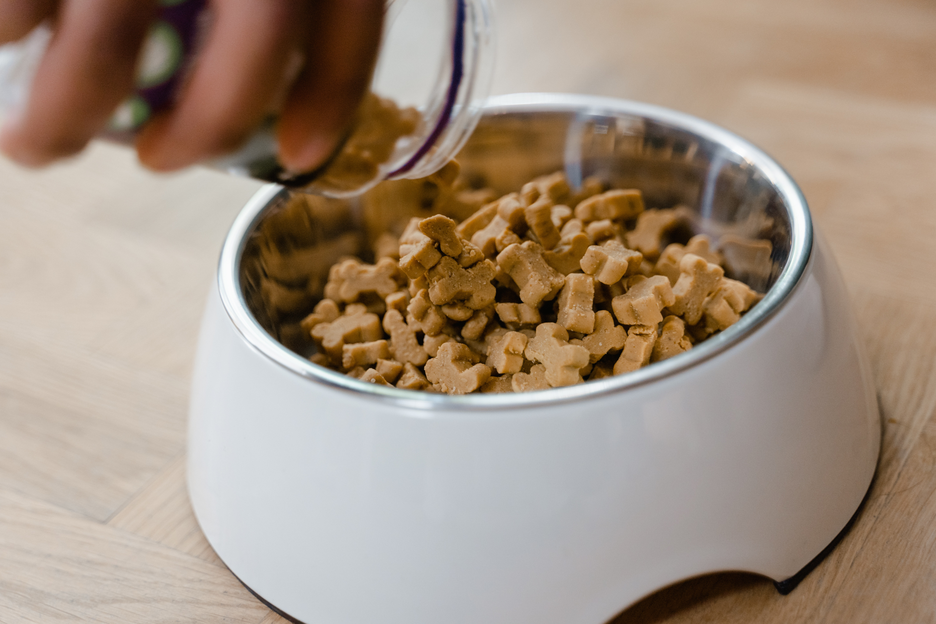 A dog food bowl for a senior Boston Terrier.