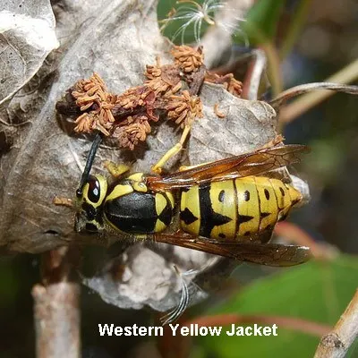 A photo of a Western Yellow Jacket
