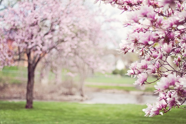 magnolia trees, springtime, pink flowers life drawing ideas