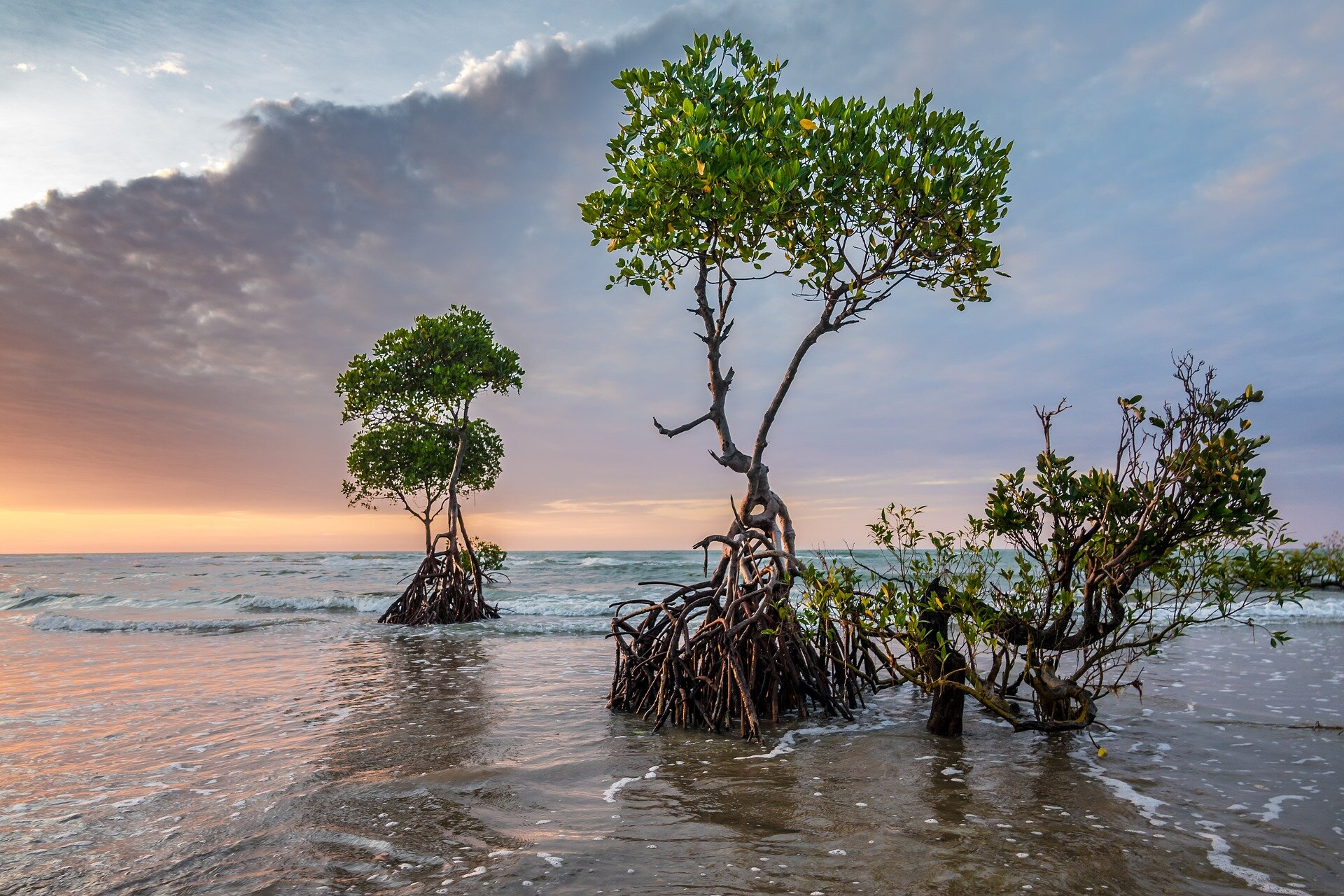southern florida mangroves, atlantic coast mangroves, gulf coast mangroves
