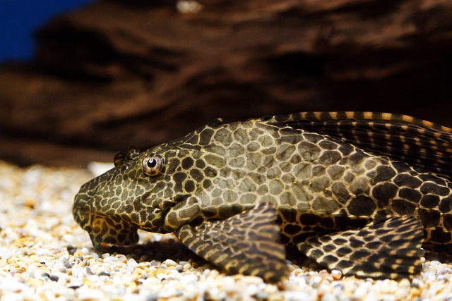 aquarium, bottom, brown