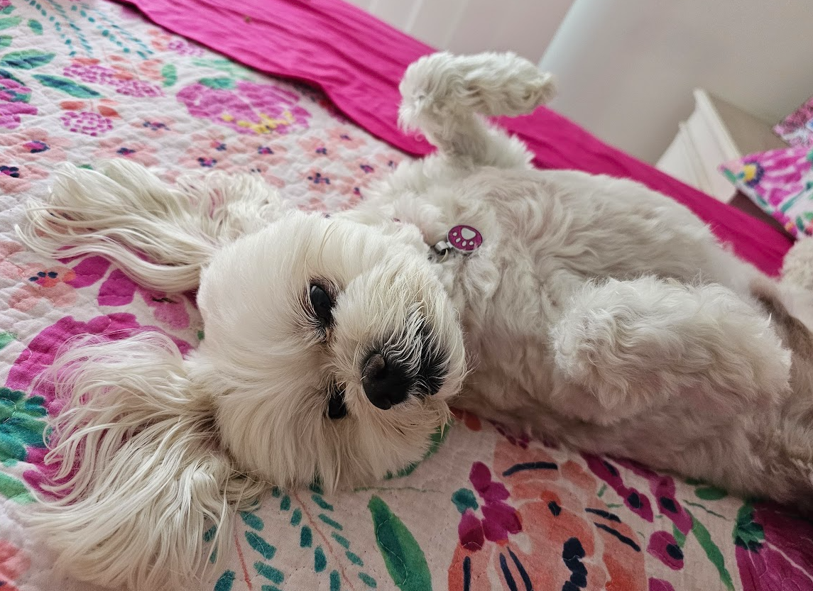 Dog lying on it back on a bed waiting for a dog massage