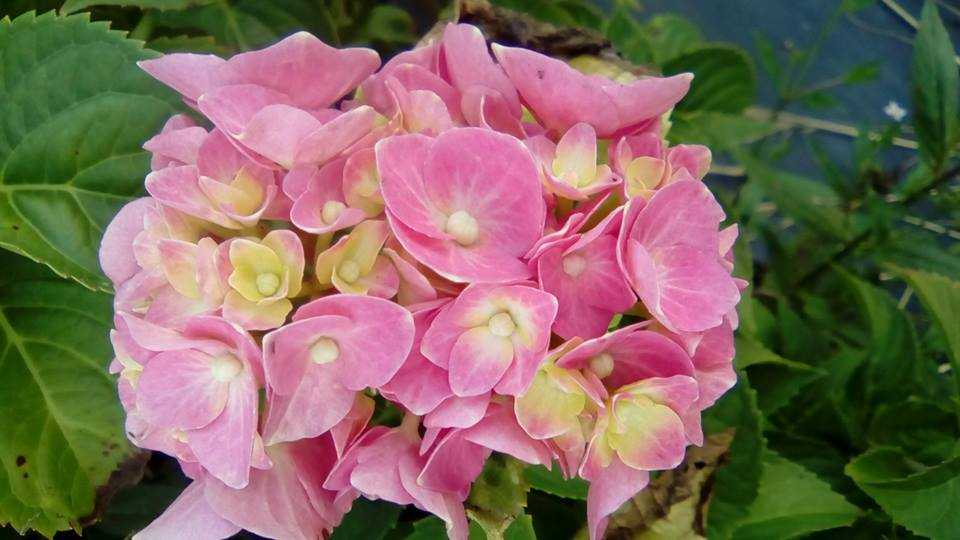 Tych hortensji nie przycinamy!