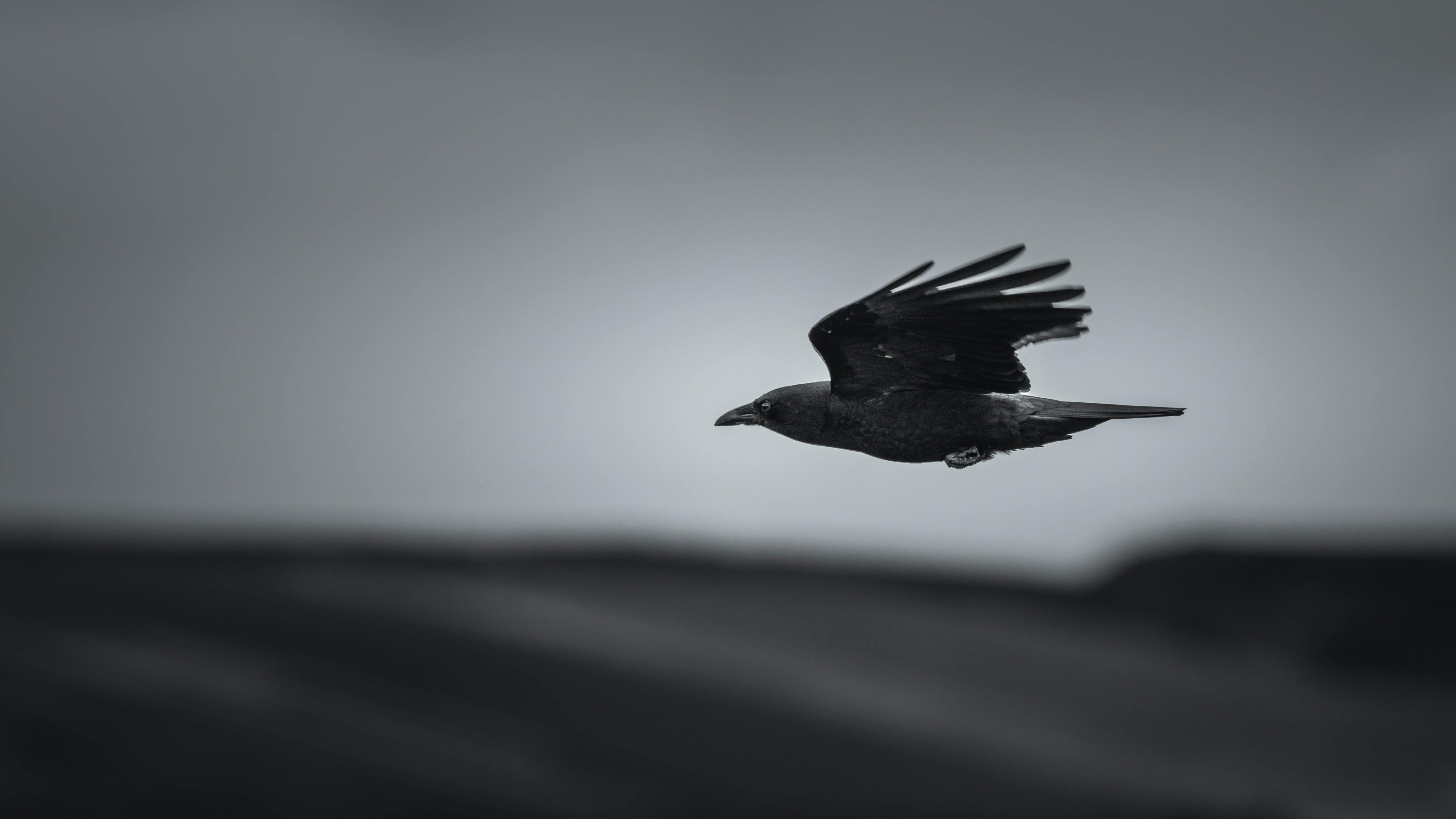 crows symbolize spiritually
