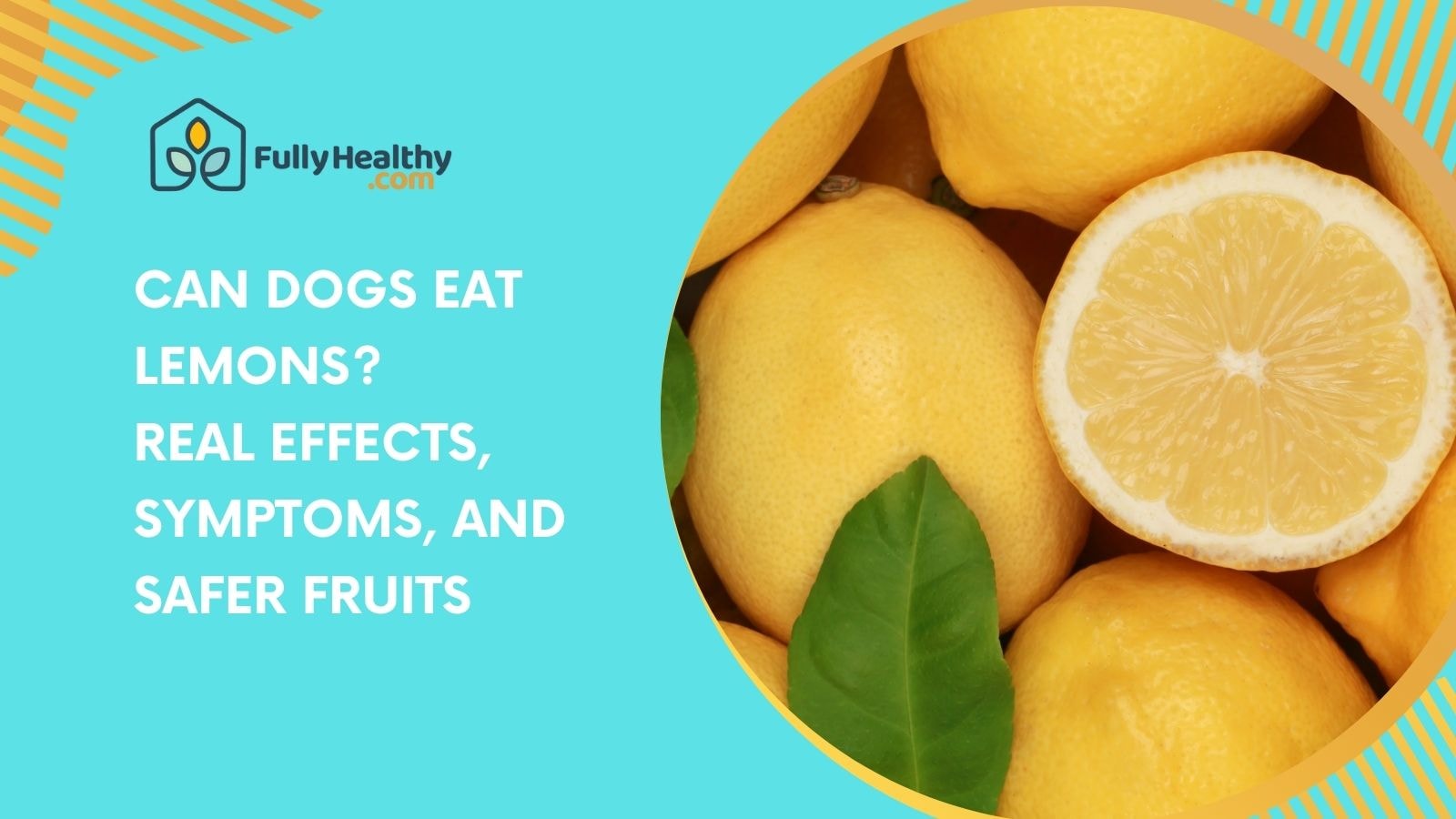 Can Dogs Eat Lemons? Real Effects, Symptoms, and Safer Fruits