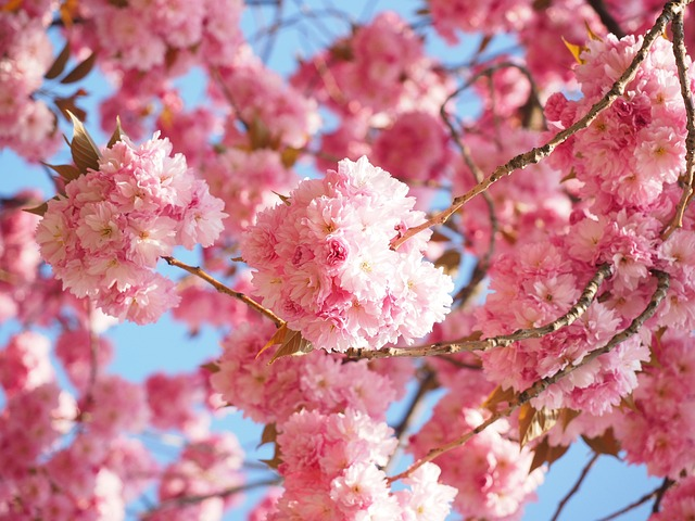 cherry blossom, flowers, branches