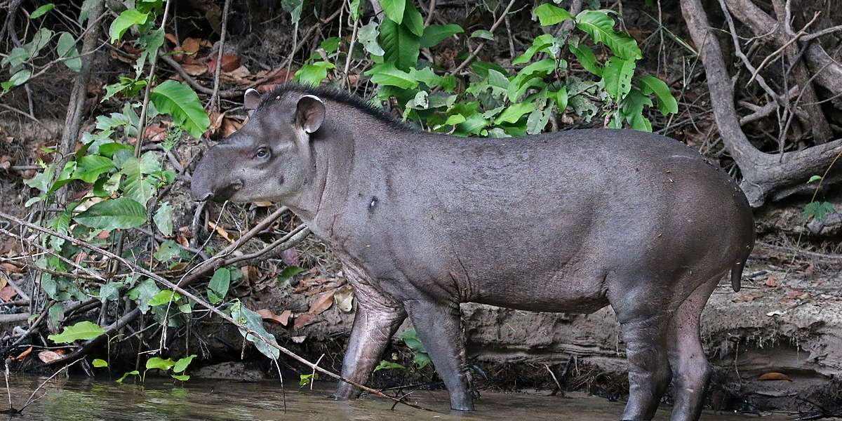 interesting animals in venezuela