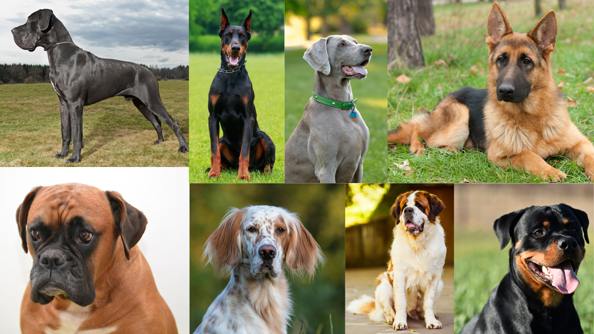 Hund, Bauch, Magendrehungen, Tier